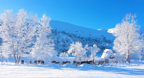 我在新疆迎冬奥丨冬季旅游业蓬勃发展 精彩绽放